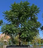 Jacaranda mimosifolia. Плодоносящее дерево. Краснодарский край, г. Краснодар, парк \"Краснодар\". 17.09.2022.
