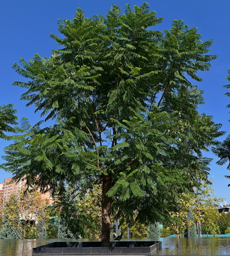 Изображение особи Jacaranda mimosifolia.