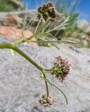 Chaerophyllum roseum. Верхушка цветущего растения (вид со стороны обёрток). Карачаево-Черкесия, Урупский р-н, Кавказский биосферный заповедник, Имеретинский горный узел, СВ склон пика Ставрополь, верхняя стоянка Имеретинской тропы, ≈ 2400 м н.у.м., альпийский луг, в скальной расщелине. 28.07.2022.