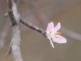 Malus orientalis. Цветок (несвоевременное цветение). Краснодарский край, Крымский р-н, окр. станицы Неберджаевская, ур. Темрючки, старый заброшенный мергелевый карьер, на отвале грунта. 29.10.2022.