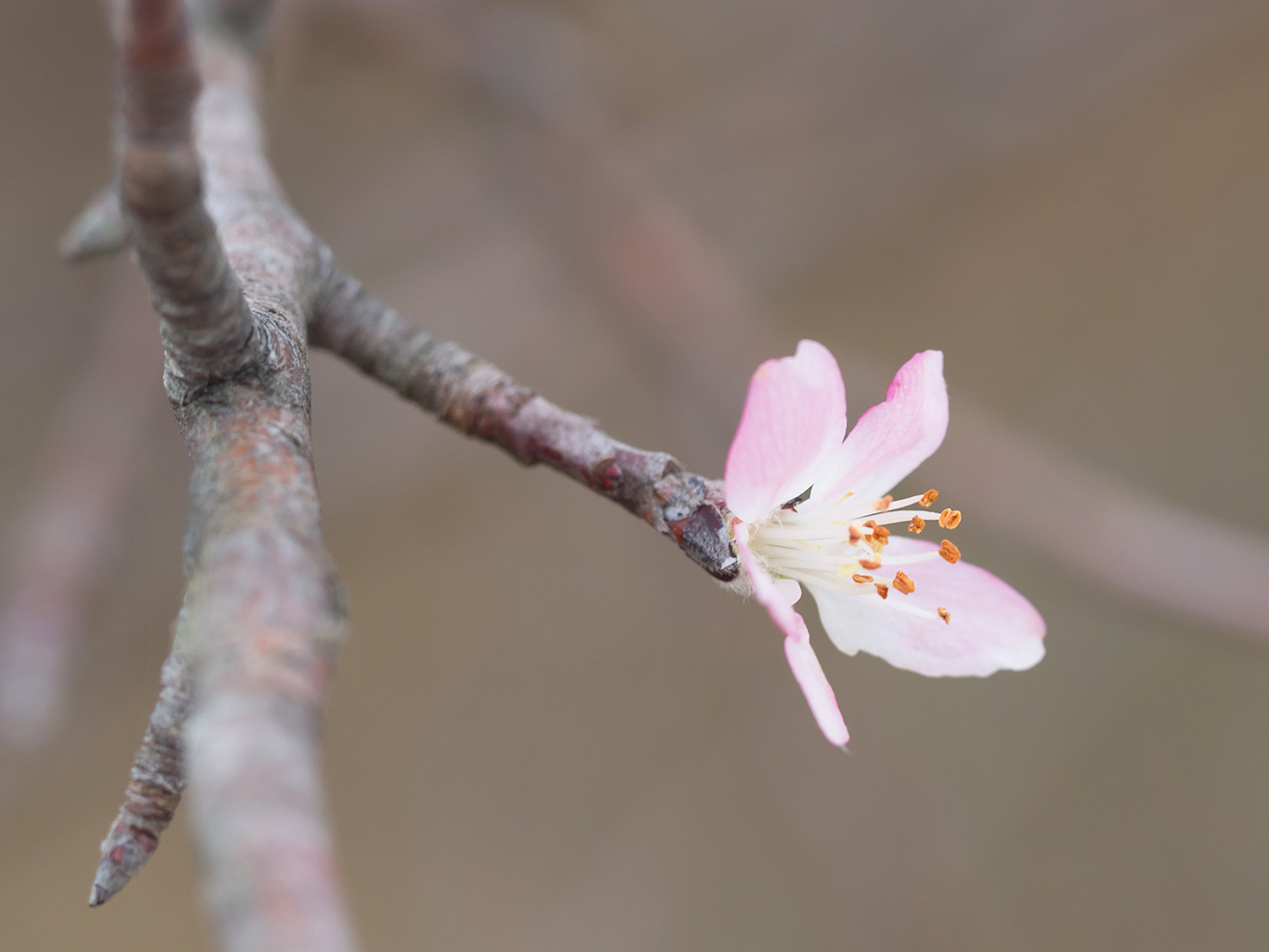 Изображение особи Malus orientalis.