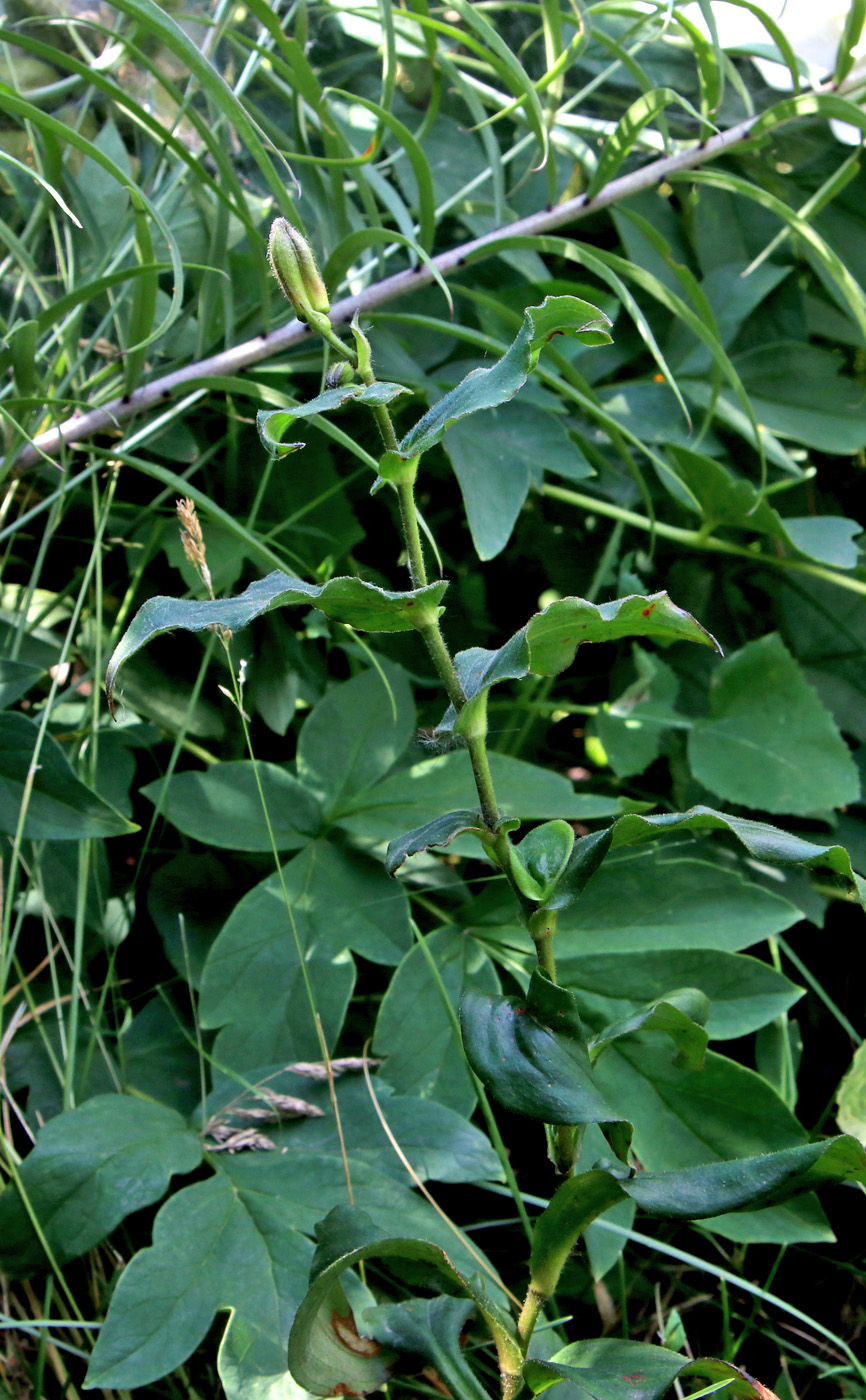 Image of Tricyrtis hirta specimen.