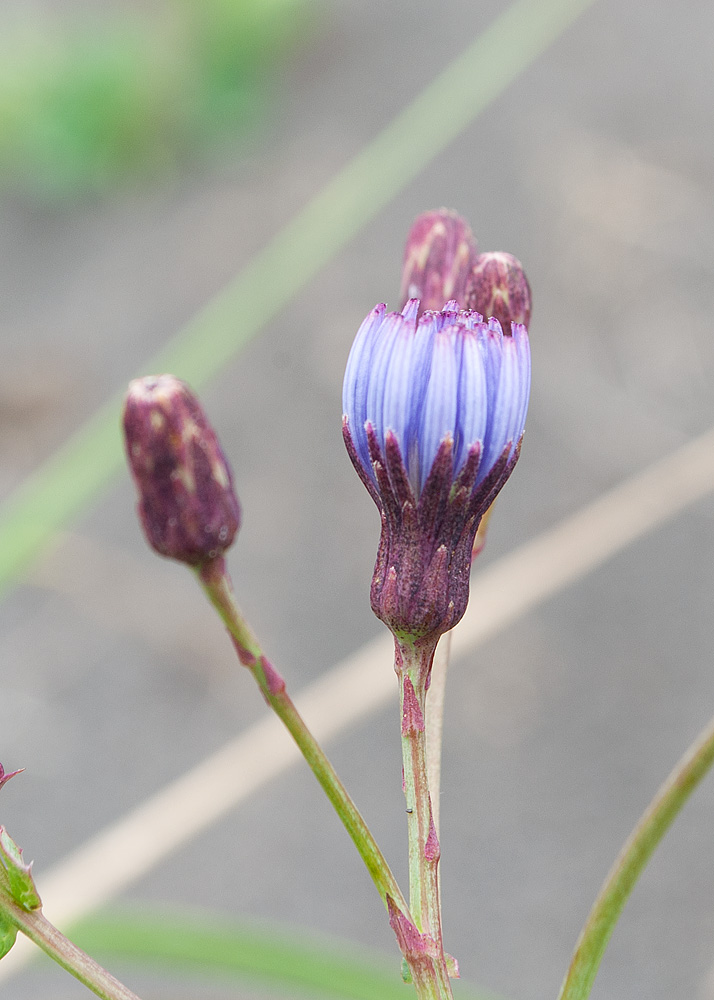 Image of Lactuca sibirica specimen.