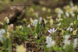 Crocus reticulatus