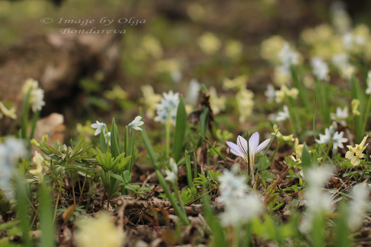 Image of Crocus reticulatus specimen.