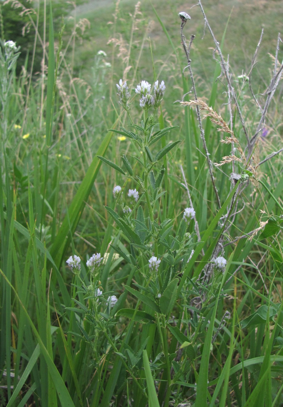 Image of Trigonella caerulea specimen.