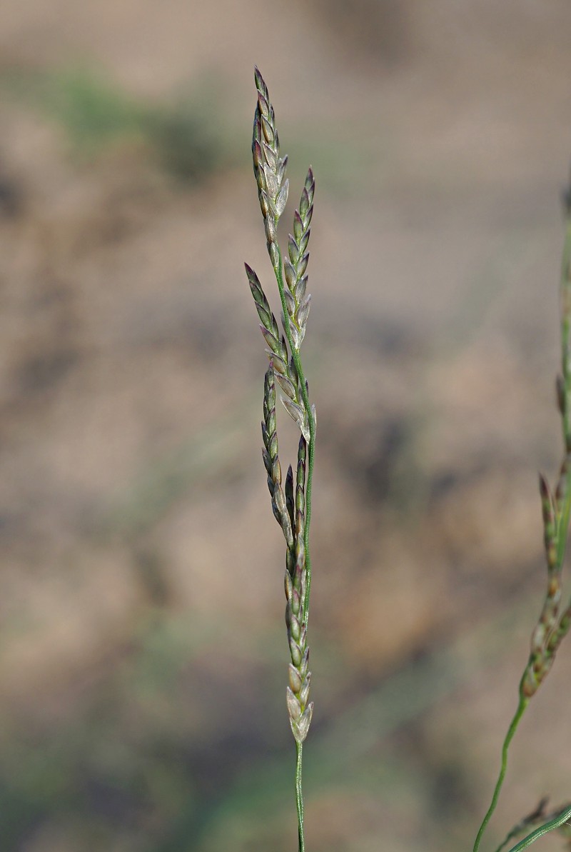 Изображение особи Eragrostis pilosa.