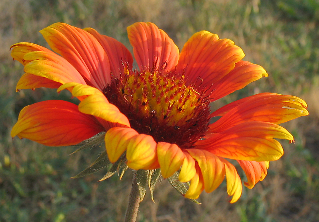 Image of Gaillardia × grandiflora specimen.