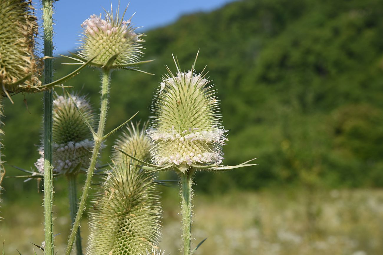 Изображение особи Dipsacus laciniatus.