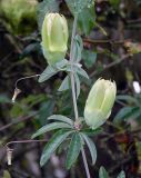 Passiflora caerulea