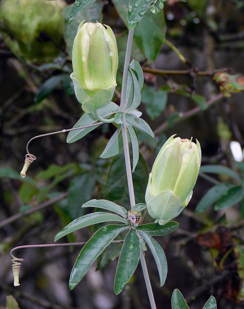 Изображение особи Passiflora caerulea.