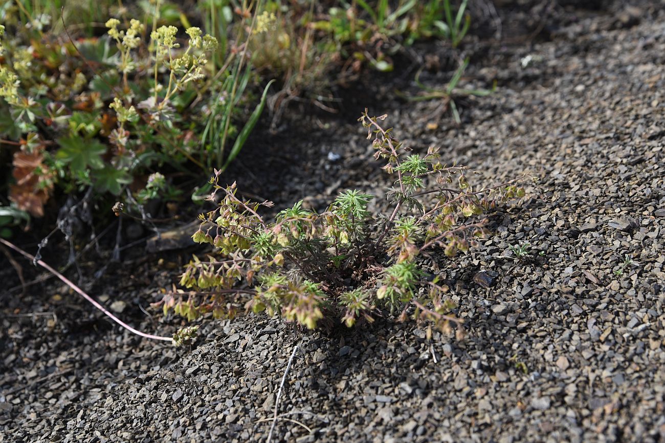 Image of Veronica caucasica specimen.