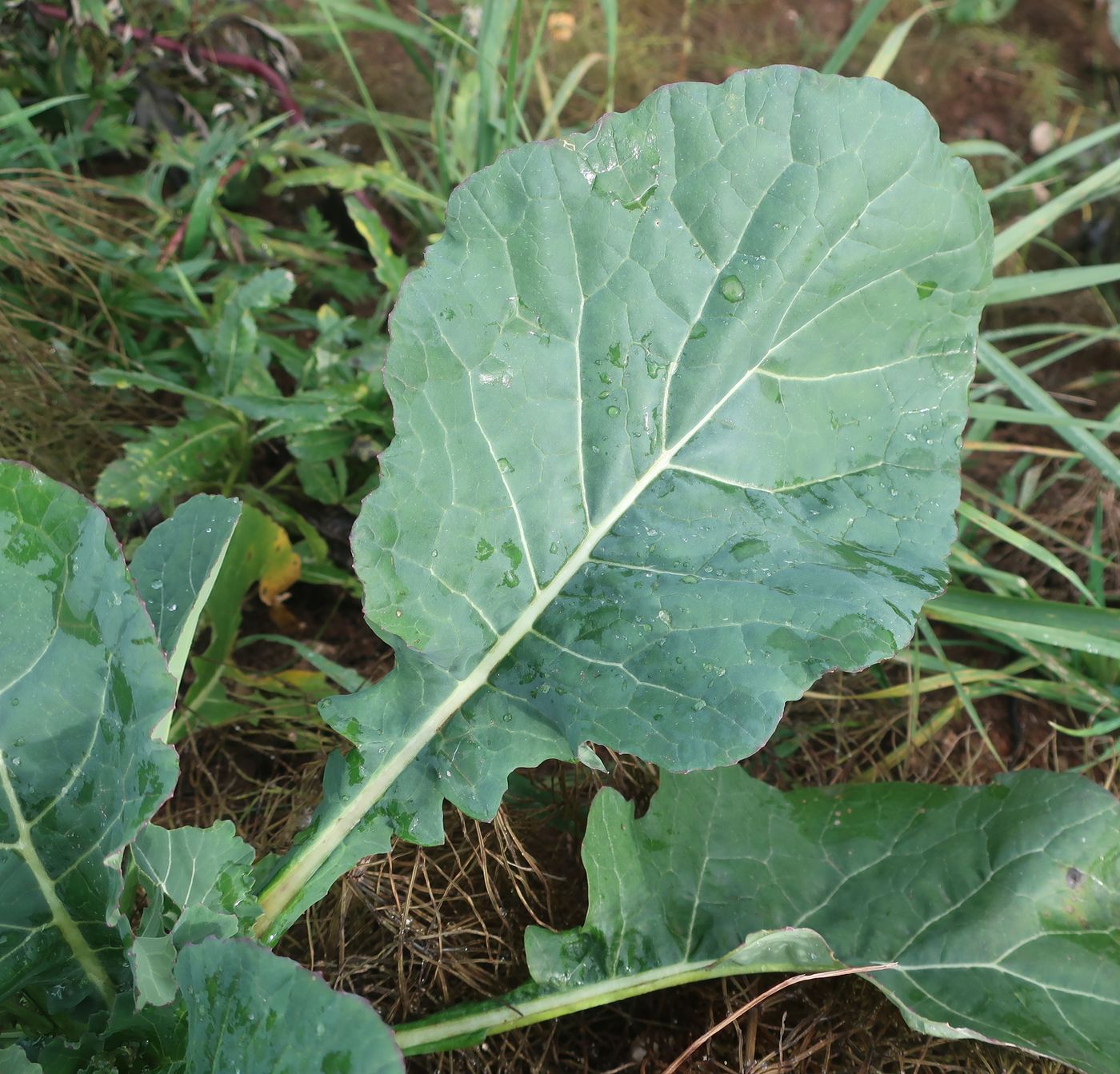 Image of genus Brassica specimen.