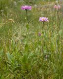 Erigeron venustus. Цветущие растения. Карачаево-Черкесия, Урупский р-н, Кавказский биосферный заповедник, Имеретинские озёра, дол. оз. Тихое, ≈ 2620 м н.у.м., альпийский луг. 29.07.2022.