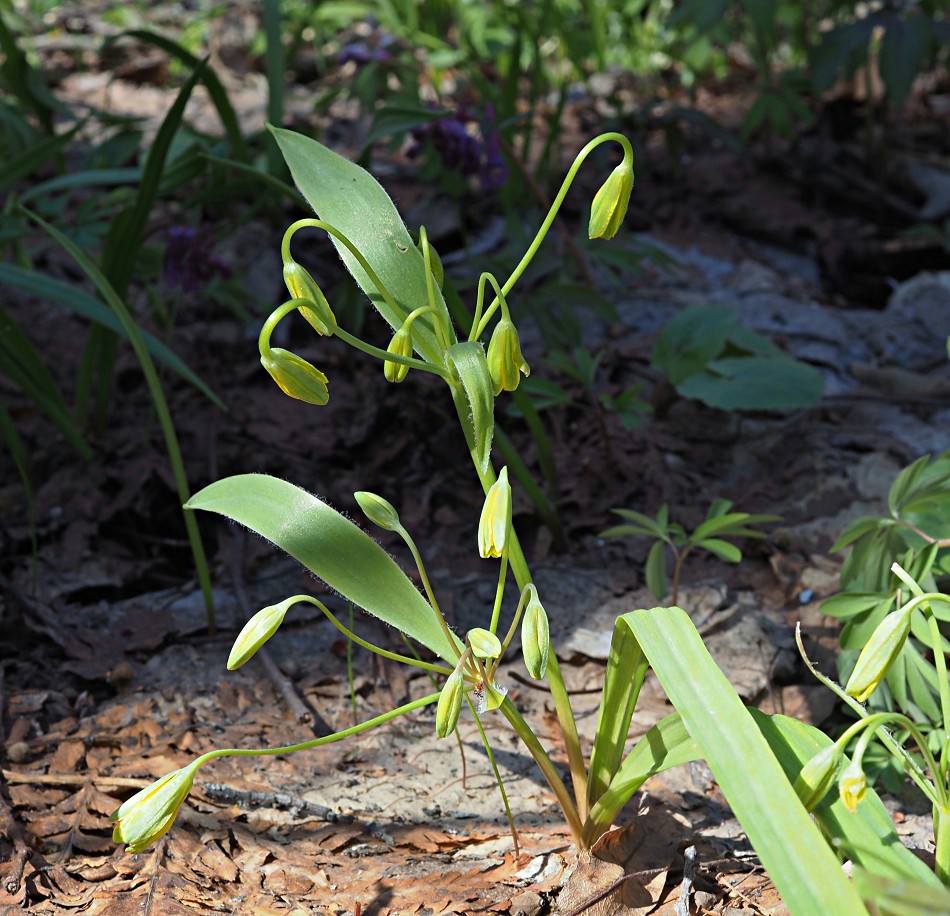 Image of Gagea lutea specimen.