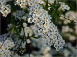 Spiraea × cinerea. Цветки на верхушке ветви. Московская обл., Раменский р-н, окр. дер. Хрипань, садовый участок. 15.05.2023.