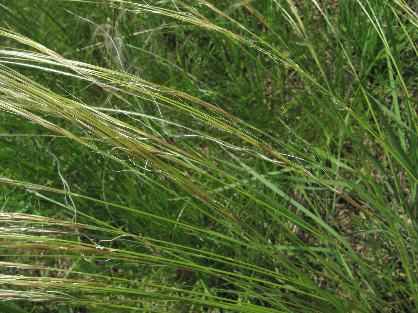 Image of genus Stipa specimen.