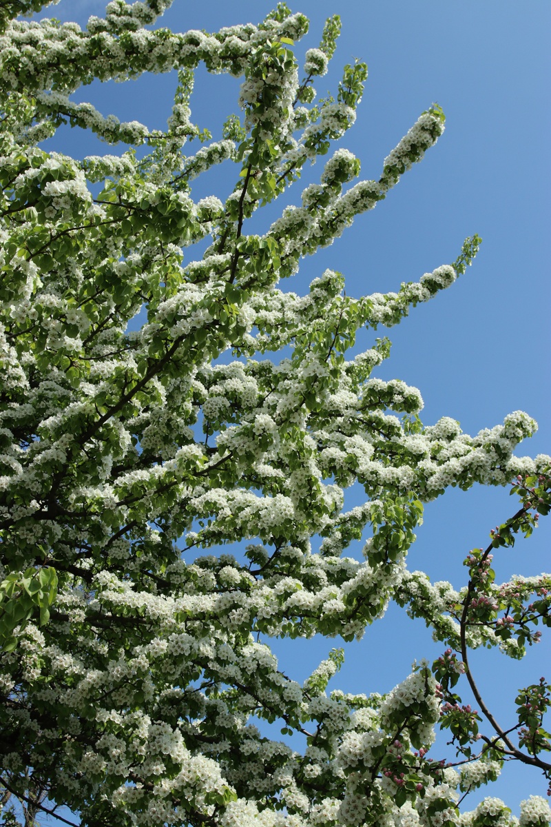 Image of Pyrus communis specimen.