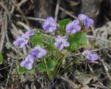 Viola brachysepala