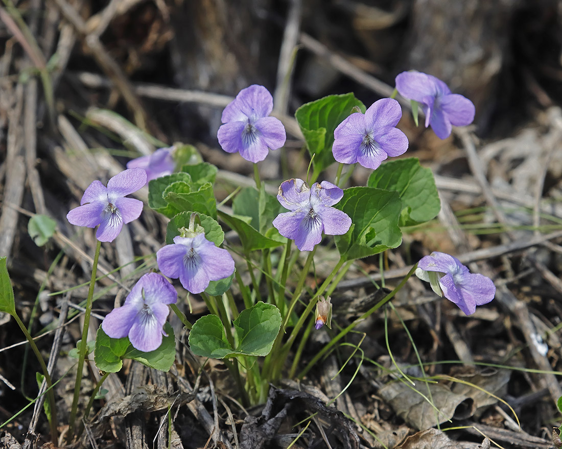 Изображение особи Viola brachysepala.