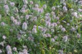 Trifolium arvense