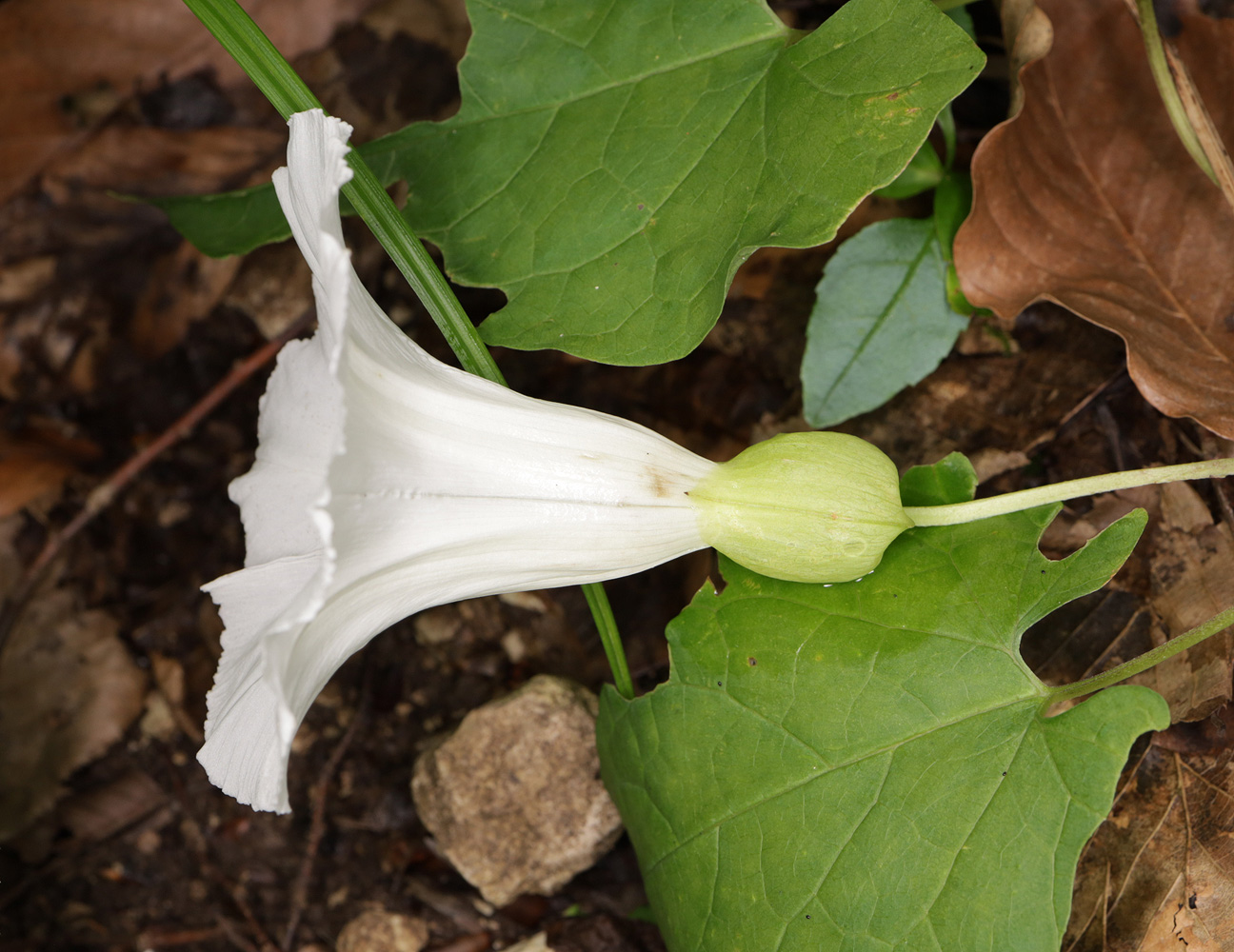 Изображение особи Calystegia silvatica.