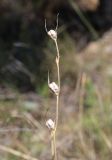 Gladiolus imbricatus. Соплодие. Крым, окр. Ялты, высокоможжевеловый лес. 18 июля 2023 г.