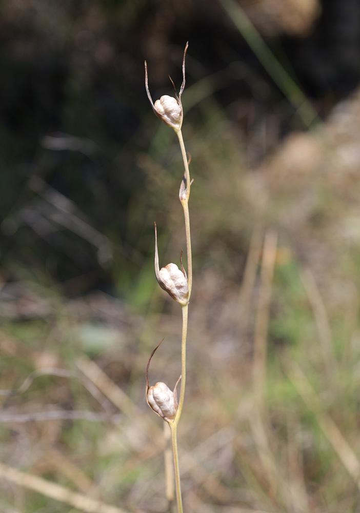 Image of Gladiolus imbricatus specimen.