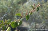 Acalypha californica