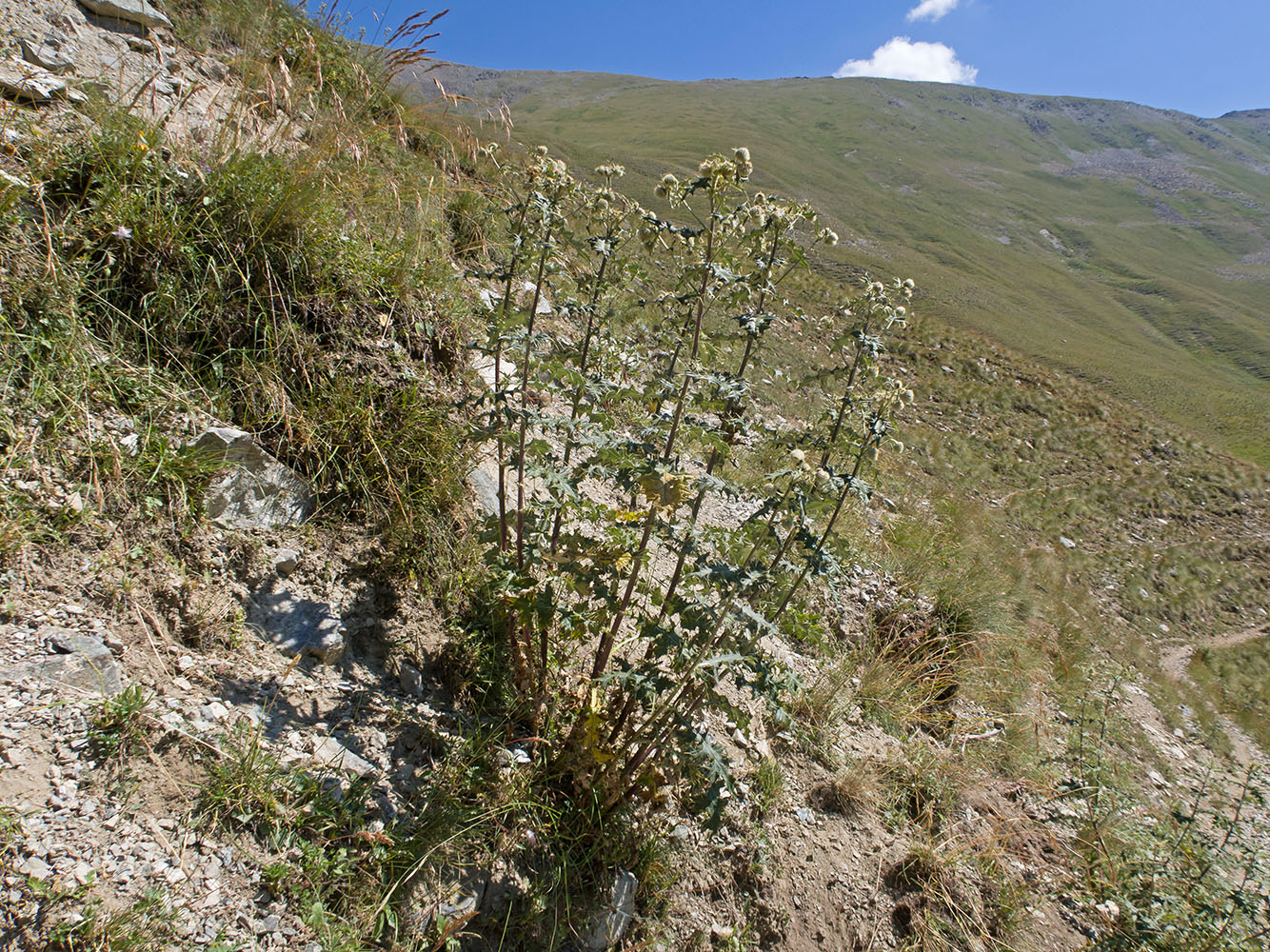 Image of Cirsium buschianum specimen.