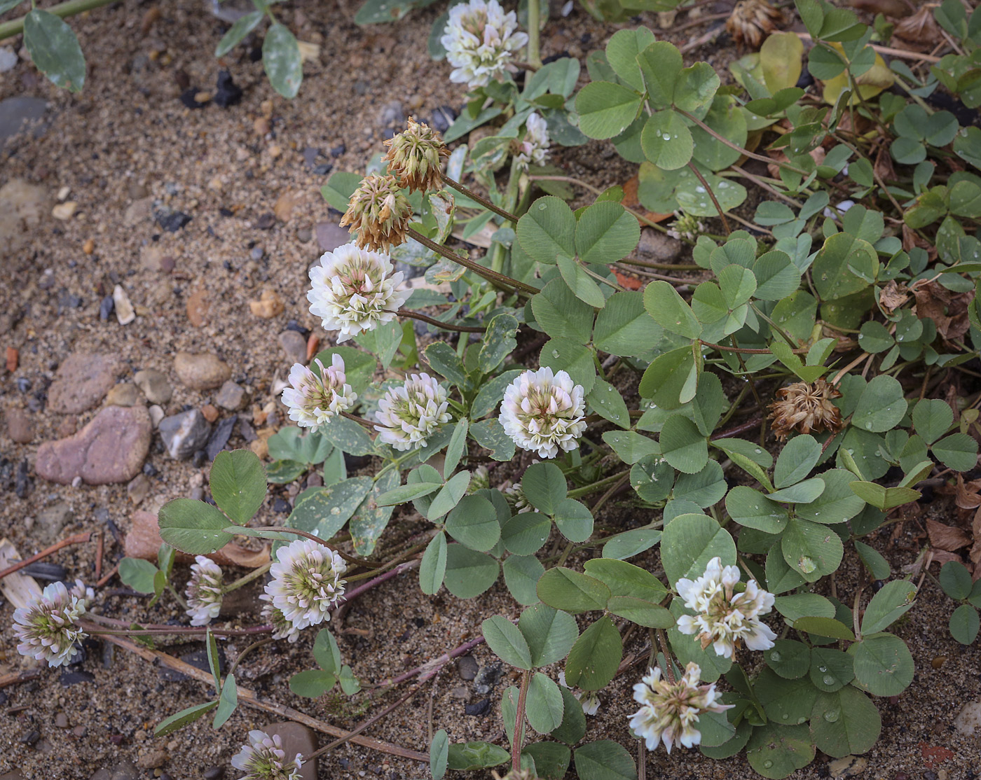 Image of Trifolium repens specimen.
