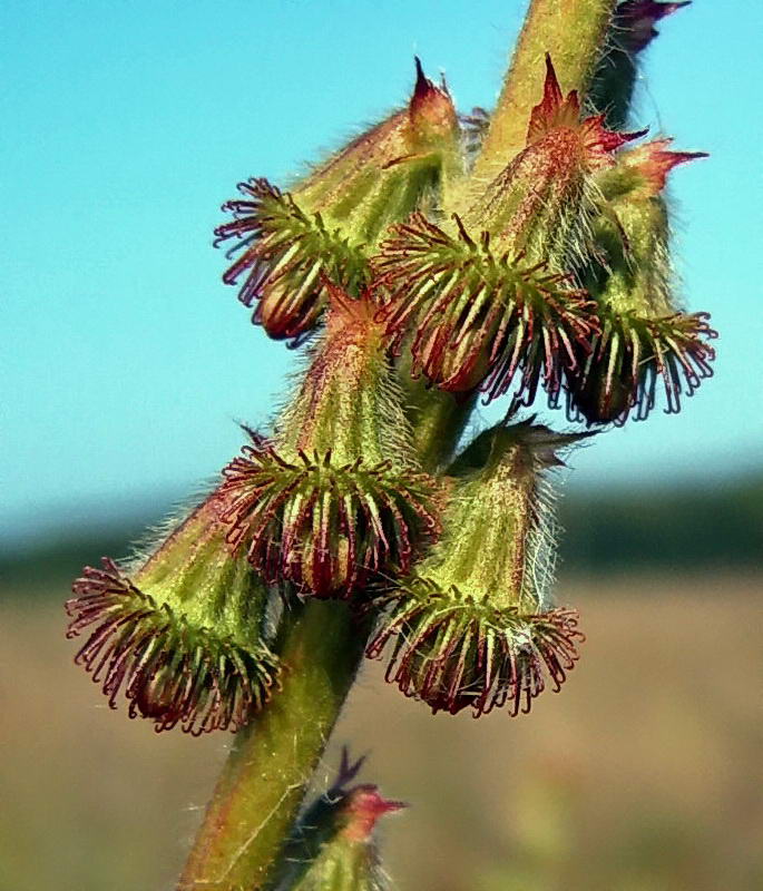 Изображение особи Agrimonia eupatoria.