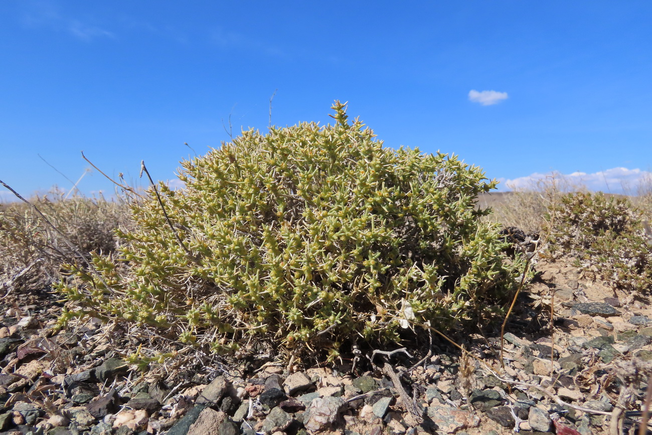 Image of Arthrophytum subulifolium specimen.