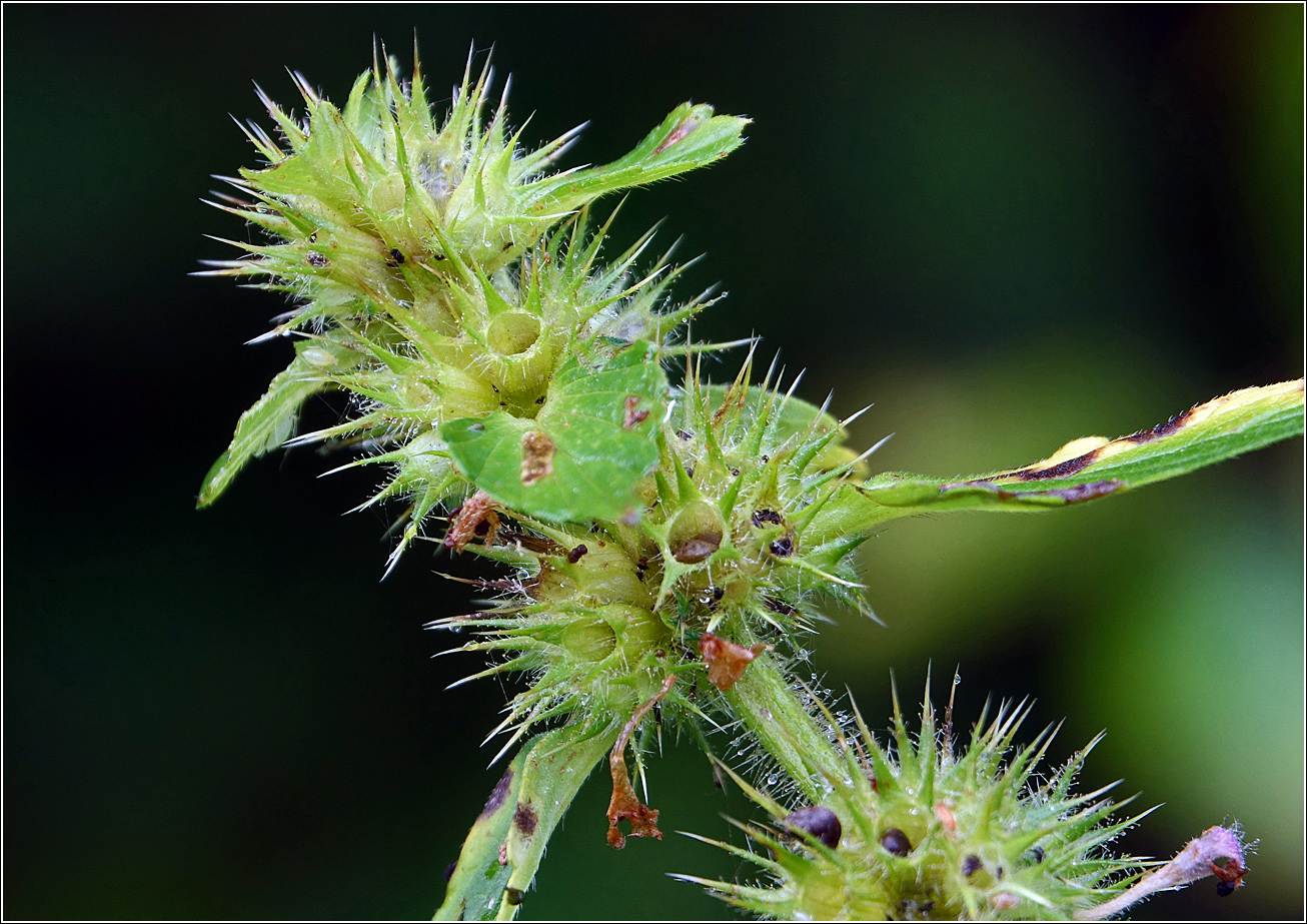 Image of Galeopsis bifida specimen.