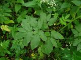 Chaerophyllum aromaticum