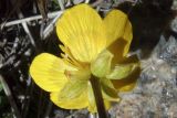 Ranunculus brachylobus