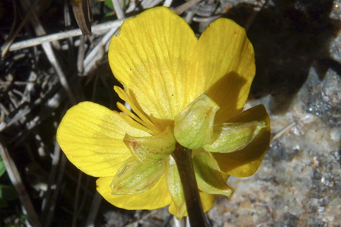 Изображение особи Ranunculus brachylobus.