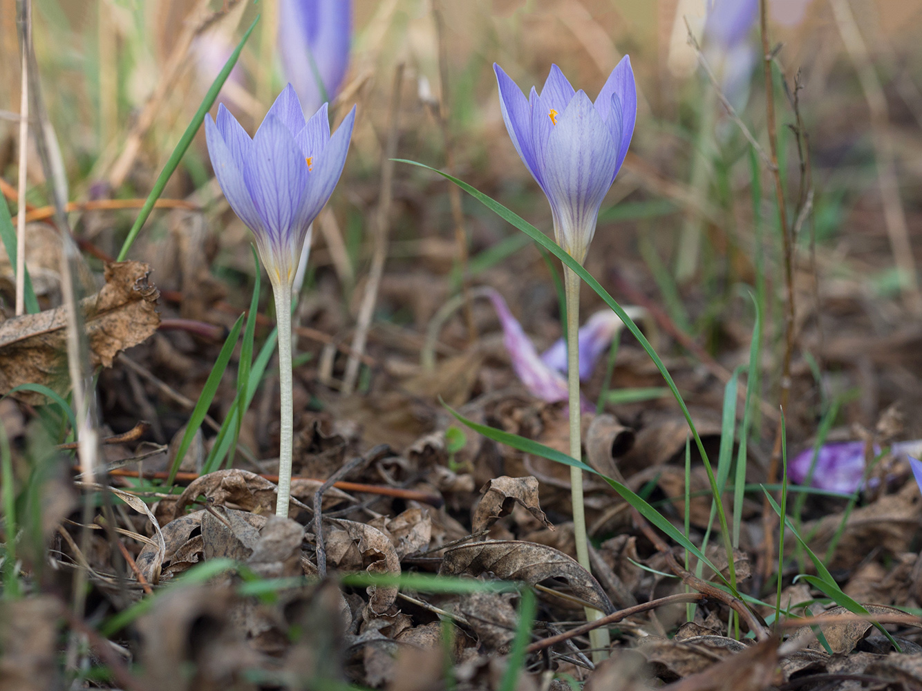 Image of Crocus speciosus specimen.