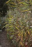 genus Symphyotrichum. Цветущие растения в зарослях тростника (Phragmites). Крым, западный берег Симферопольского водохранилища. 30.09.2023.