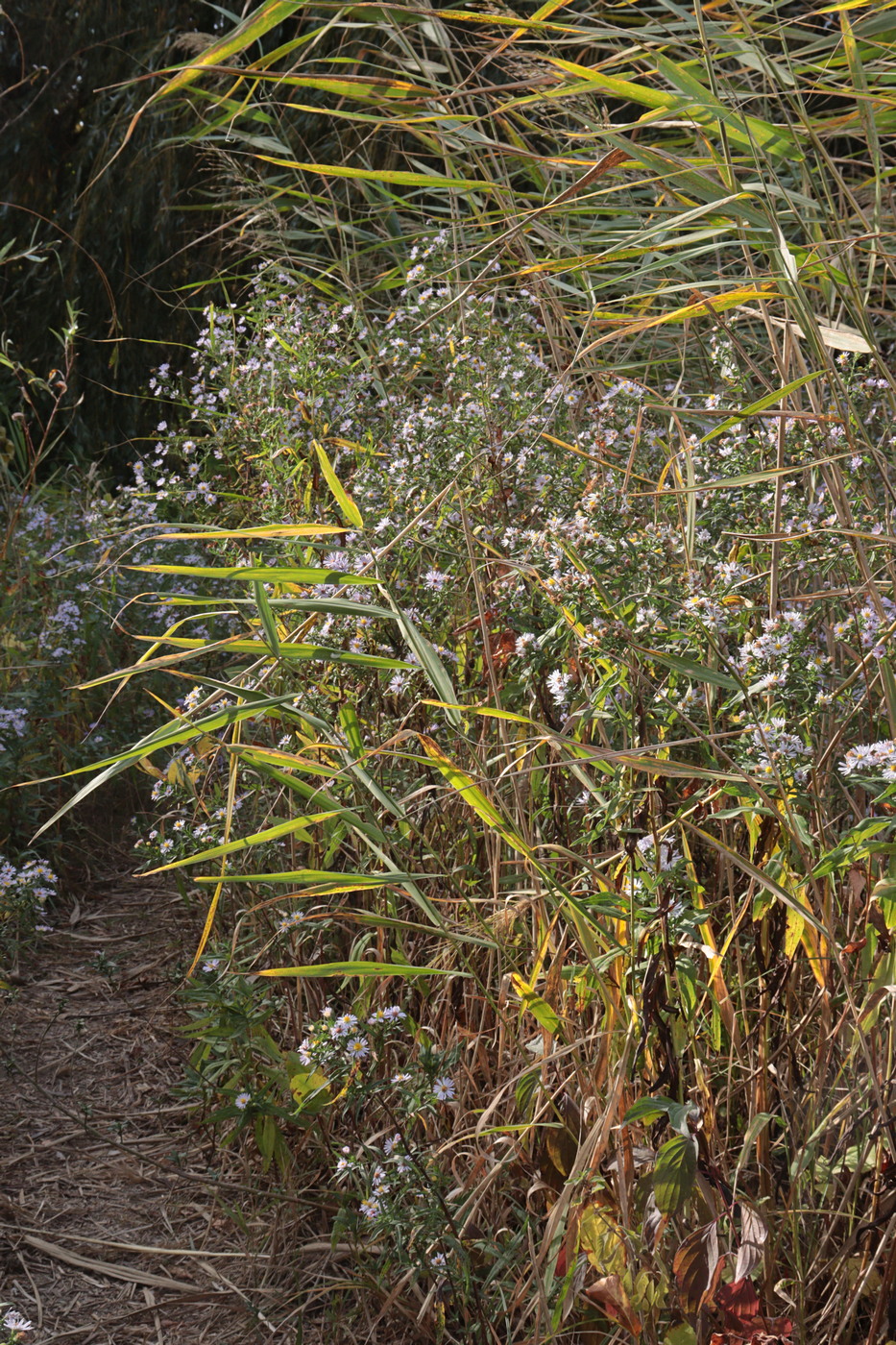 Image of genus Symphyotrichum specimen.