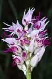 Orchis simia. Соцветие. Дагестан, Кумторкалинский р-н; хр. Нарат-Тюбе, выс. ок. 580 м н.у.м., склон СВ экспозиции, разреженный дубовый лес. 28 апреля 2023 г.