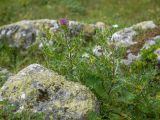 Cirsium pugnax. Цветущее растение. Карачаево-Черкесия, Урупский р-н, хр. Загедан, долина Ацгарских озёр, ≈ 2500 м н.у.м., морена между средними озёрами, альпийский луг. 09.08.2023.