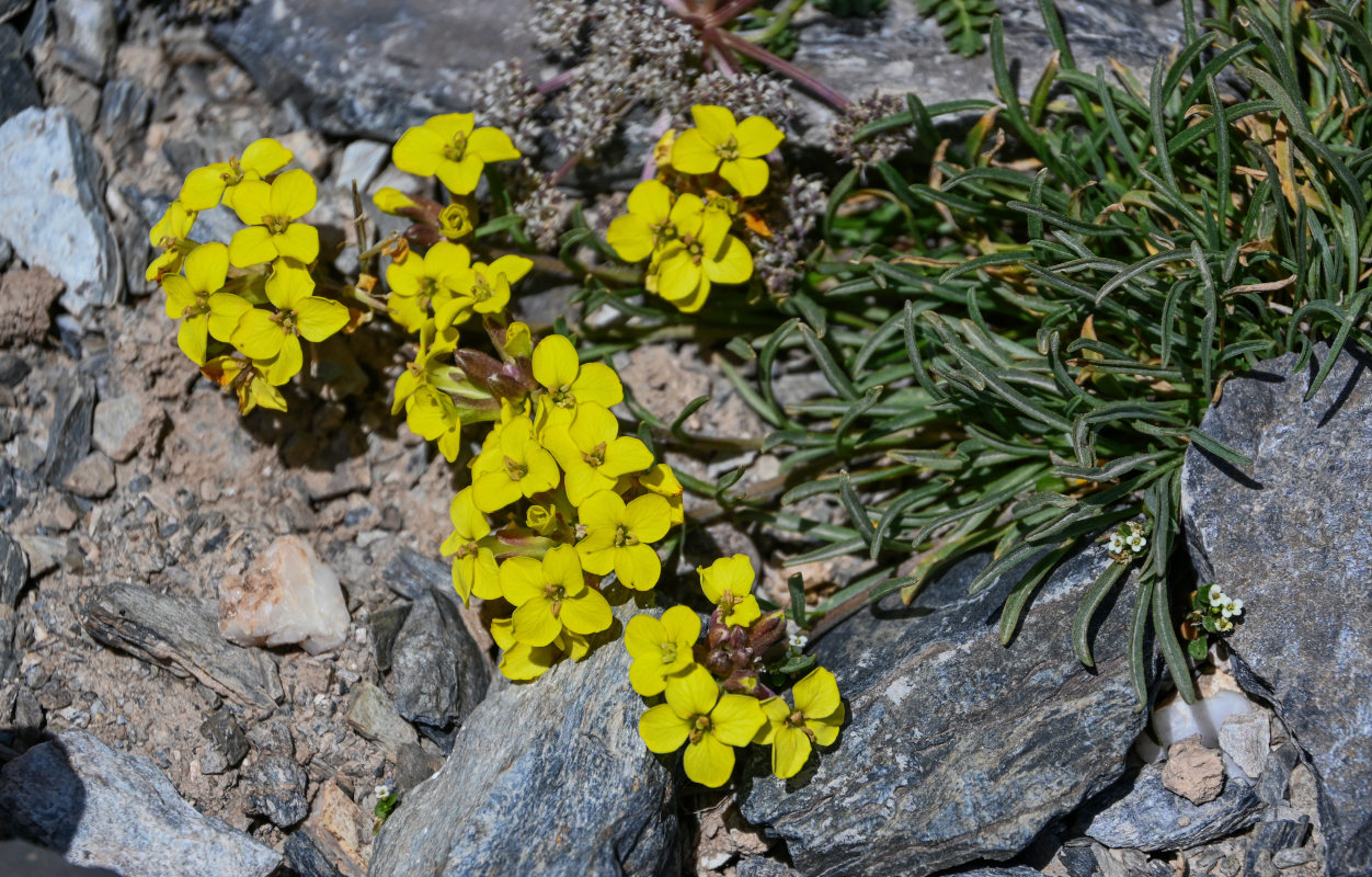 Изображение особи Erysimum humillimum.