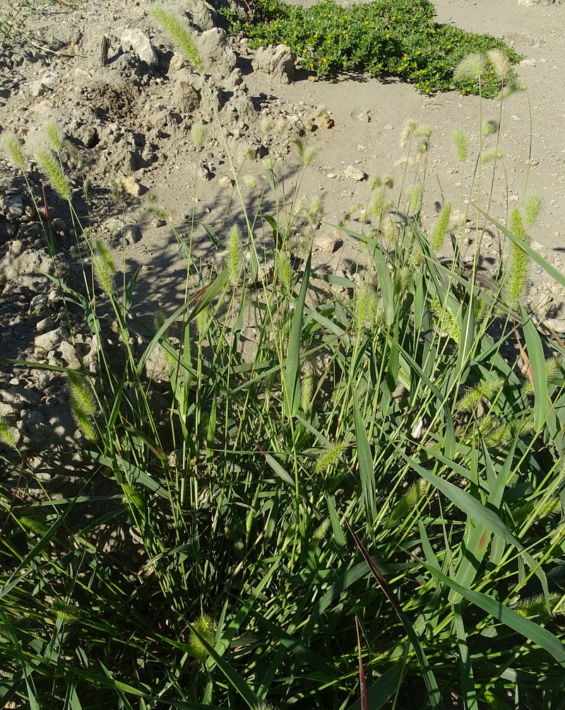 Image of Setaria viridis specimen.