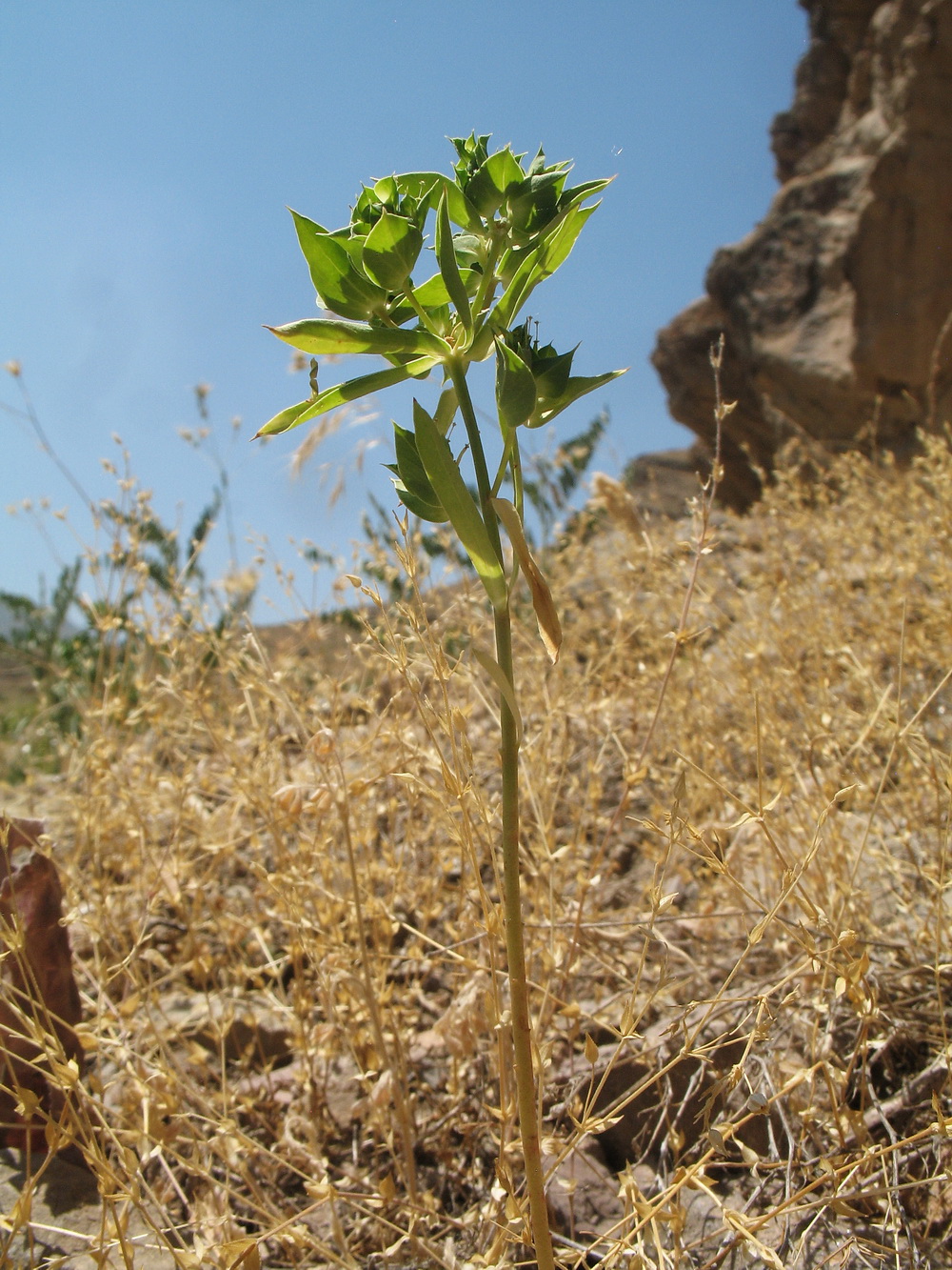 Image of Euphorbia falcata specimen.