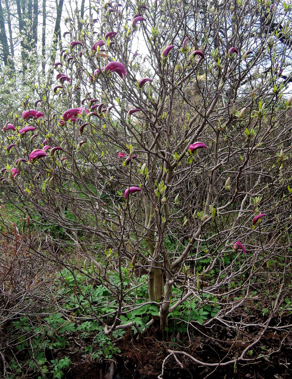 Изображение особи Magnolia × susannae.