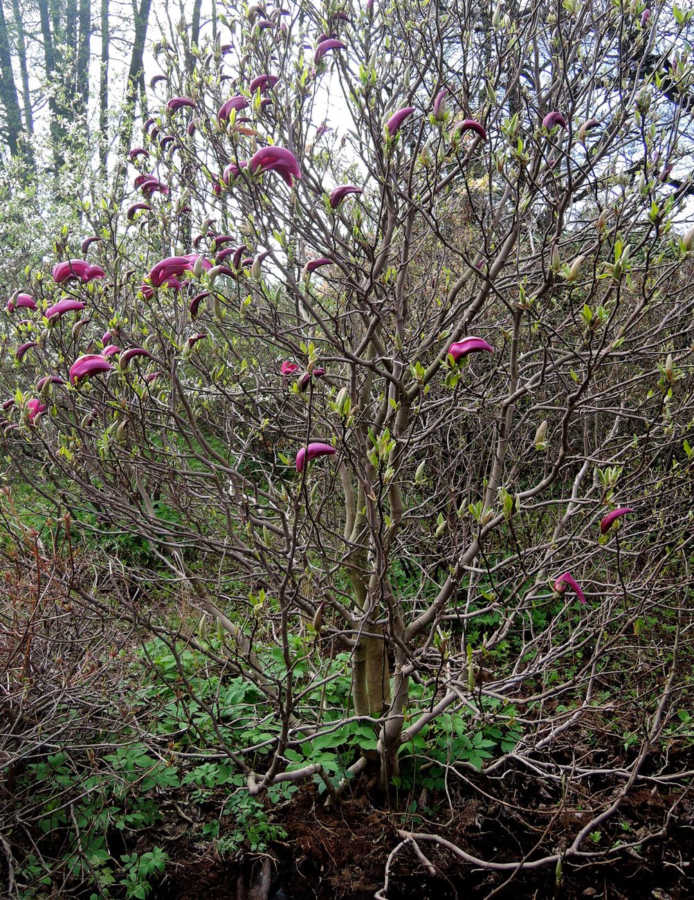 Image of Magnolia &times; susannae specimen.