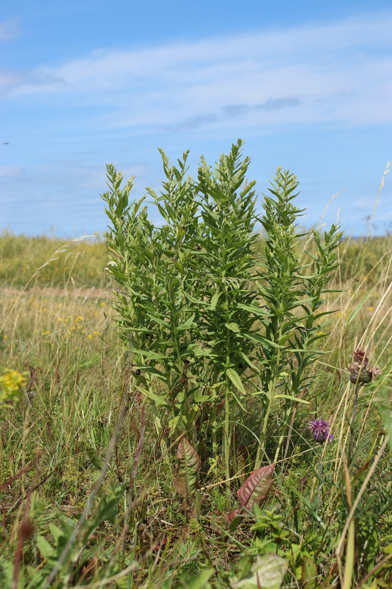 Image of Lithospermum officinale specimen.