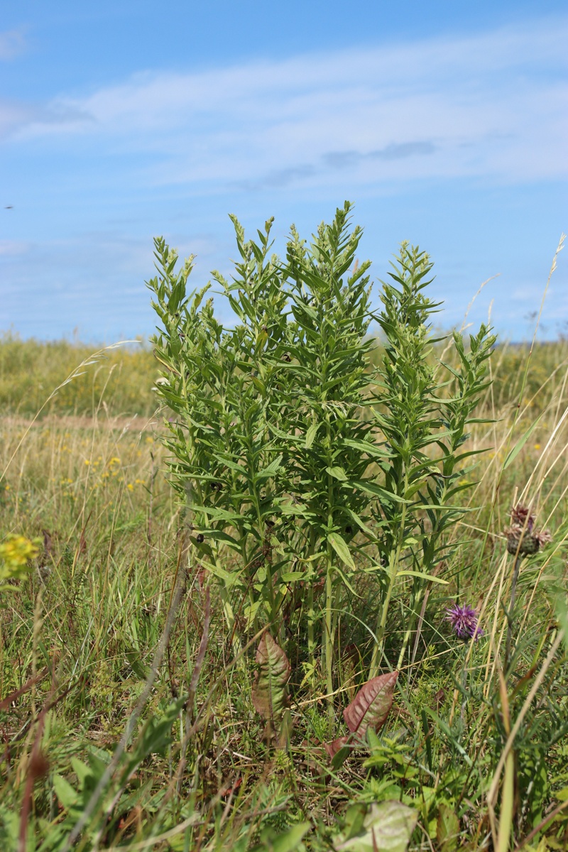 Изображение особи Lithospermum officinale.