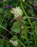 Melampyrum chlorostachyum. Верхушка побега с соцветием. Ингушетия, Джейрахский р-н, перевал Цей-Лоам, ≈ 2200 м н.у.м., луговой склон. 24.07.2022.